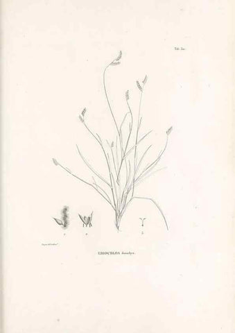 Reproducción/Reproduction 49521355871: Nova genera et species plantarum :. Antverpiae :Ex officina Christophori Plantini ...,1576.. 