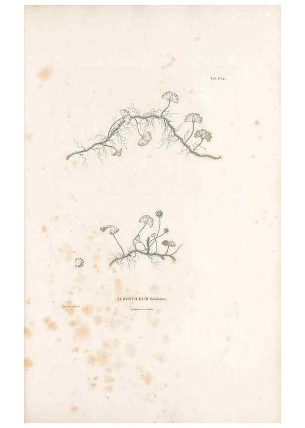 Reproducción/Reproduction 49521554702: Nova genera et species plantarum :. Antverpiae :Ex officina Christophori Plantini ...,1576.. 