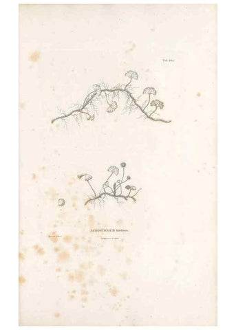 Reproducción/Reproduction 49521554702: Nova genera et species plantarum :. Antverpiae :Ex officina Christophori Plantini ...,1576.. 