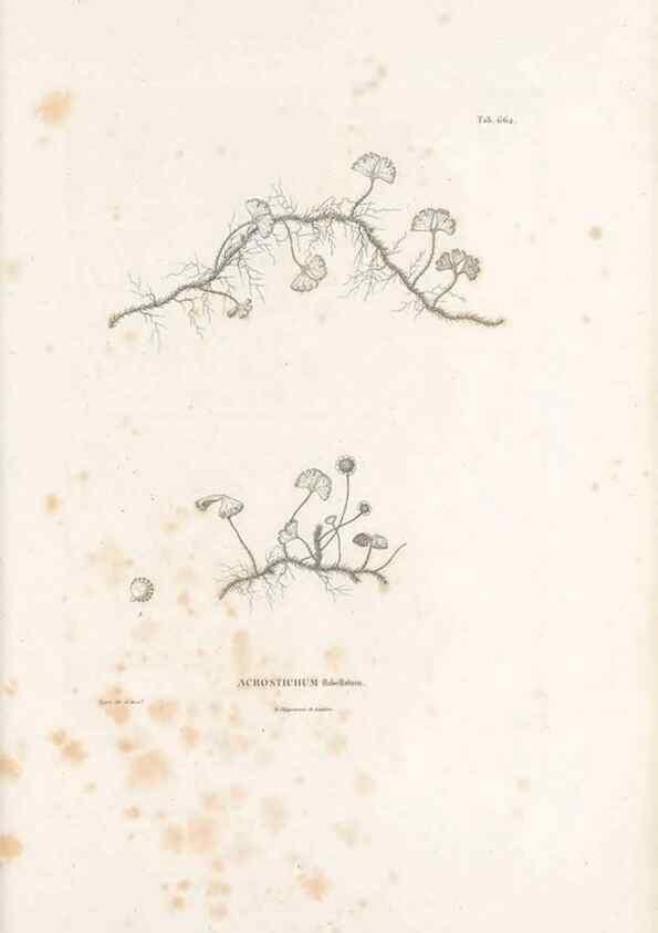 Reproducción/Reproduction 49521554702: Nova genera et species plantarum :. Antverpiae :Ex officina Christophori Plantini ...,1576.. 