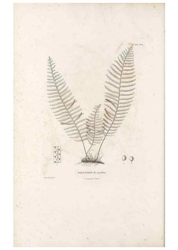 Reproducción/Reproduction 49521555337: Nova genera et species plantarum :. Antverpiae :Ex officina Christophori Plantini ...,1576.. 