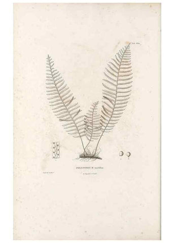 Reproducción/Reproduction 49521555337: Nova genera et species plantarum :. Antverpiae :Ex officina Christophori Plantini ...,1576.. 