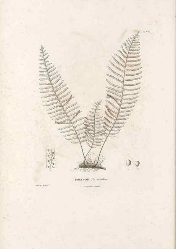 Reproducción/Reproduction 49521555337: Nova genera et species plantarum :. Antverpiae :Ex officina Christophori Plantini ...,1576.. 