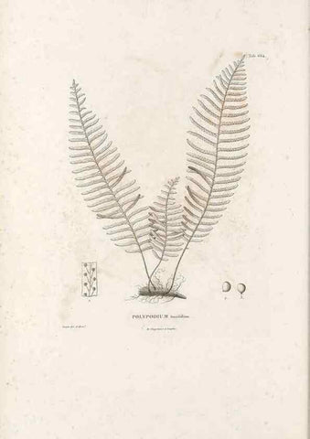 Reproducción/Reproduction 49521555337: Nova genera et species plantarum :. Antverpiae :Ex officina Christophori Plantini ...,1576.. 