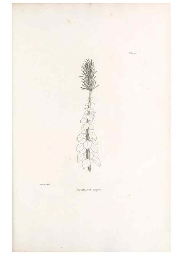 Reproducción/Reproduction 49521350796: Nova genera et species plantarum :. Antverpiae :Ex officina Christophori Plantini ...,1576.. 