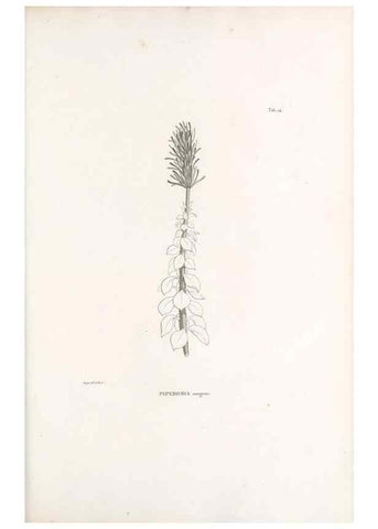 Reproducción/Reproduction 49521350796: Nova genera et species plantarum :. Antverpiae :Ex officina Christophori Plantini ...,1576.. 