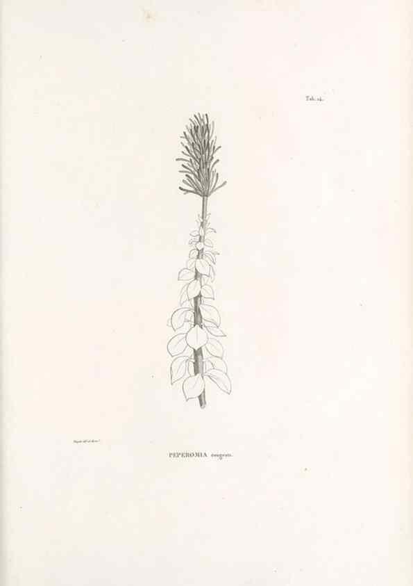 Reproducción/Reproduction 49521350796: Nova genera et species plantarum :. Antverpiae :Ex officina Christophori Plantini ...,1576.. 