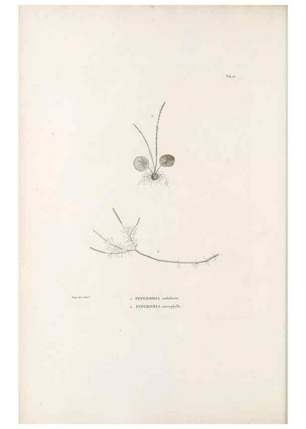 Reproducción/Reproduction 49521351086: Nova genera et species plantarum :. Antverpiae :Ex officina Christophori Plantini ...,1576.. 