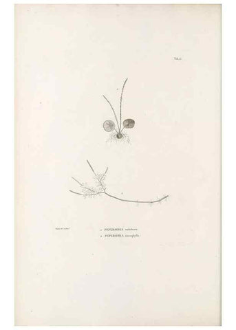 Reproducción/Reproduction 49521351086: Nova genera et species plantarum :. Antverpiae :Ex officina Christophori Plantini ...,1576.. 