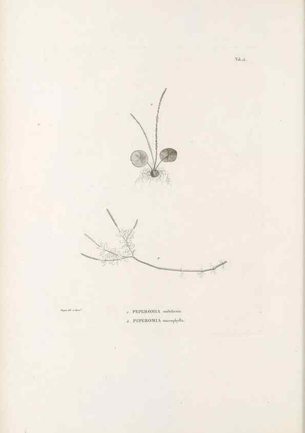 Reproducción/Reproduction 49521351086: Nova genera et species plantarum :. Antverpiae :Ex officina Christophori Plantini ...,1576.. 