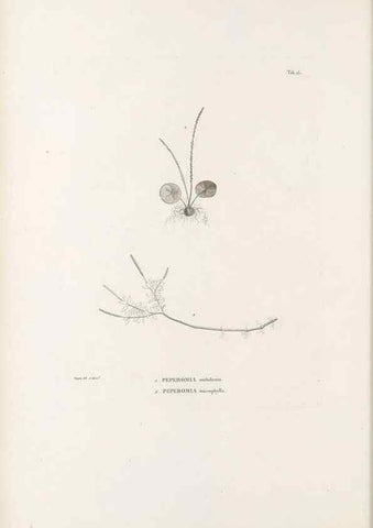 Reproducción/Reproduction 49521351086: Nova genera et species plantarum :. Antverpiae :Ex officina Christophori Plantini ...,1576.. 