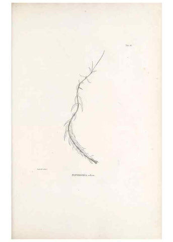 Reproducción/Reproduction 49521351346: Nova genera et species plantarum :. Antverpiae :Ex officina Christophori Plantini ...,1576.. 