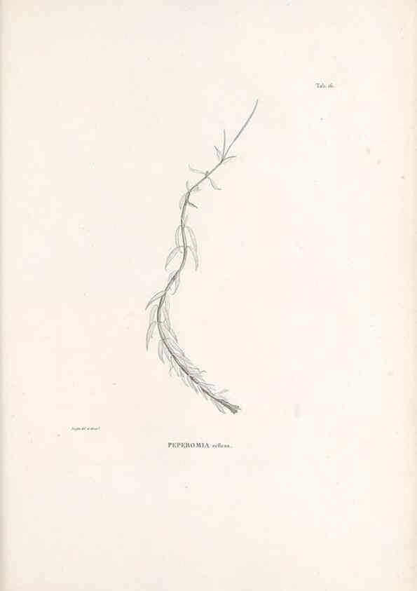 Reproducción/Reproduction 49521351346: Nova genera et species plantarum :. Antverpiae :Ex officina Christophori Plantini ...,1576.. 