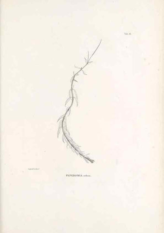 Reproducción/Reproduction 49521351346: Nova genera et species plantarum :. Antverpiae :Ex officina Christophori Plantini ...,1576.. 