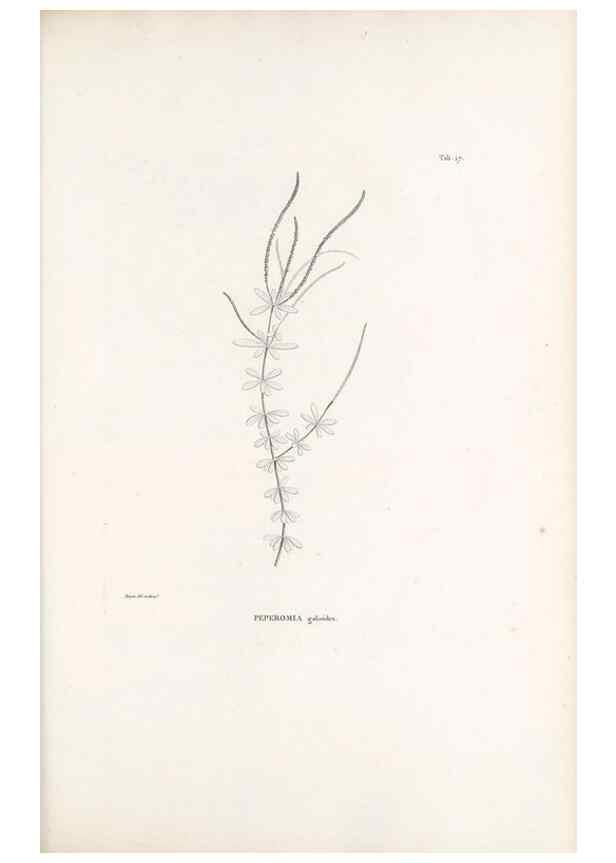 Reproducción/Reproduction 49520827778: Nova genera et species plantarum :. Antverpiae :Ex officina Christophori Plantini ...,1576.. 