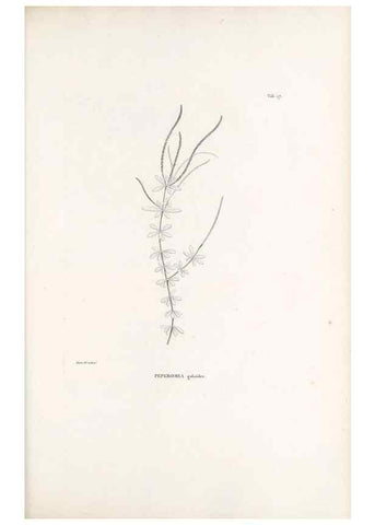 Reproducción/Reproduction 49520827778: Nova genera et species plantarum :. Antverpiae :Ex officina Christophori Plantini ...,1576.. 