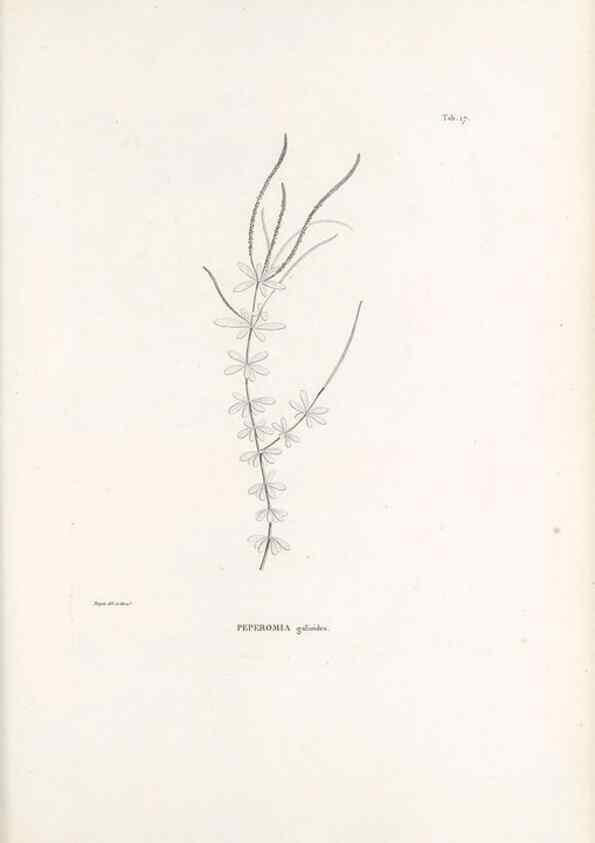 Reproducción/Reproduction 49520827778: Nova genera et species plantarum :. Antverpiae :Ex officina Christophori Plantini ...,1576.. 