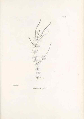 Reproducción/Reproduction 49520827778: Nova genera et species plantarum :. Antverpiae :Ex officina Christophori Plantini ...,1576.. 