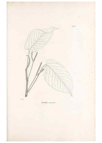 Reproducción/Reproduction 49520828118: Nova genera et species plantarum :. Antverpiae :Ex officina Christophori Plantini ...,1576.. 
