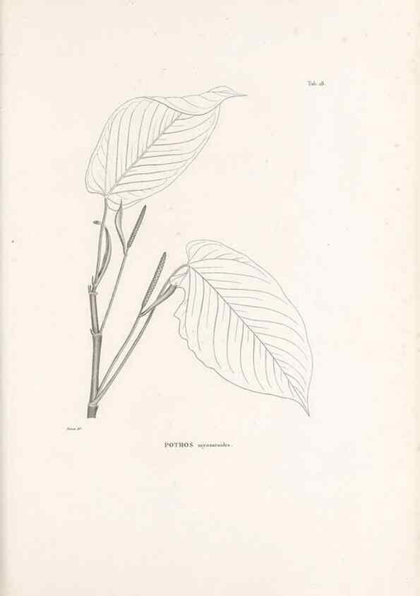 Reproducción/Reproduction 49520828118: Nova genera et species plantarum :. Antverpiae :Ex officina Christophori Plantini ...,1576.. 
