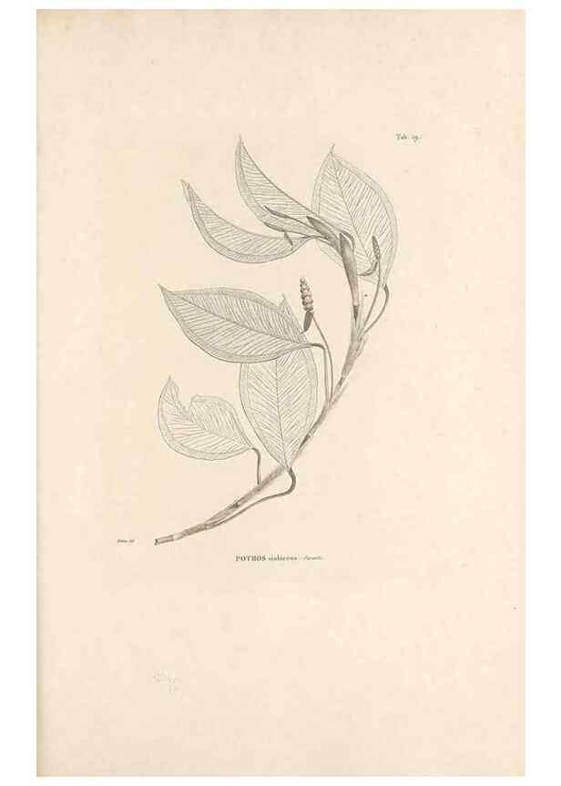 Reproducción/Reproduction 49520828473: Nova genera et species plantarum :. Antverpiae :Ex officina Christophori Plantini ...,1576.. 