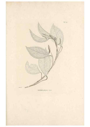 Reproducción/Reproduction 49520828473: Nova genera et species plantarum :. Antverpiae :Ex officina Christophori Plantini ...,1576.. 