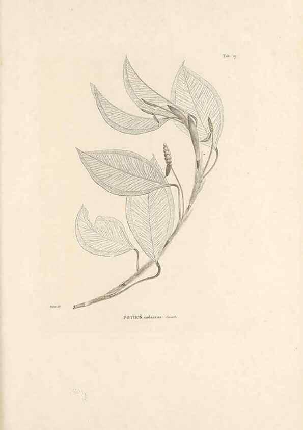 Reproducción/Reproduction 49520828473: Nova genera et species plantarum :. Antverpiae :Ex officina Christophori Plantini ...,1576.. 