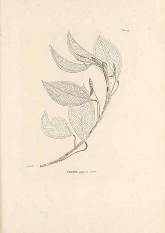 Reproducción/Reproduction 49520828473: Nova genera et species plantarum :. Antverpiae :Ex officina Christophori Plantini ...,1576.. 
