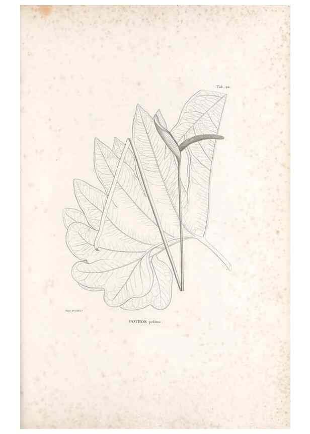 Reproducción/Reproduction 49521564057: Nova genera et species plantarum :. Antverpiae :Ex officina Christophori Plantini ...,1576.. 