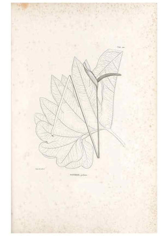 Reproducción/Reproduction 49521564057: Nova genera et species plantarum :. Antverpiae :Ex officina Christophori Plantini ...,1576.. 