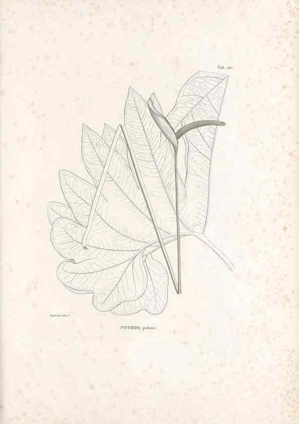 Reproducción/Reproduction 49521564057: Nova genera et species plantarum :. Antverpiae :Ex officina Christophori Plantini ...,1576.. 