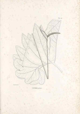 Reproducción/Reproduction 49521564057: Nova genera et species plantarum :. Antverpiae :Ex officina Christophori Plantini ...,1576.. 