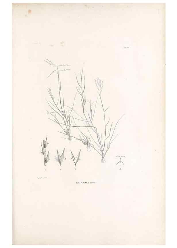 Reproducción/Reproduction 49521352891: Nova genera et species plantarum :. Antverpiae :Ex officina Christophori Plantini ...,1576.. 