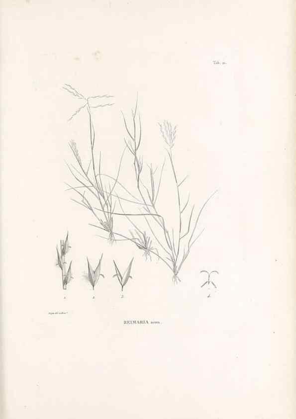 Reproducción/Reproduction 49521352891: Nova genera et species plantarum :. Antverpiae :Ex officina Christophori Plantini ...,1576.. 