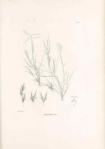 Reproducción/Reproduction 49521352891: Nova genera et species plantarum :. Antverpiae :Ex officina Christophori Plantini ...,1576.. 