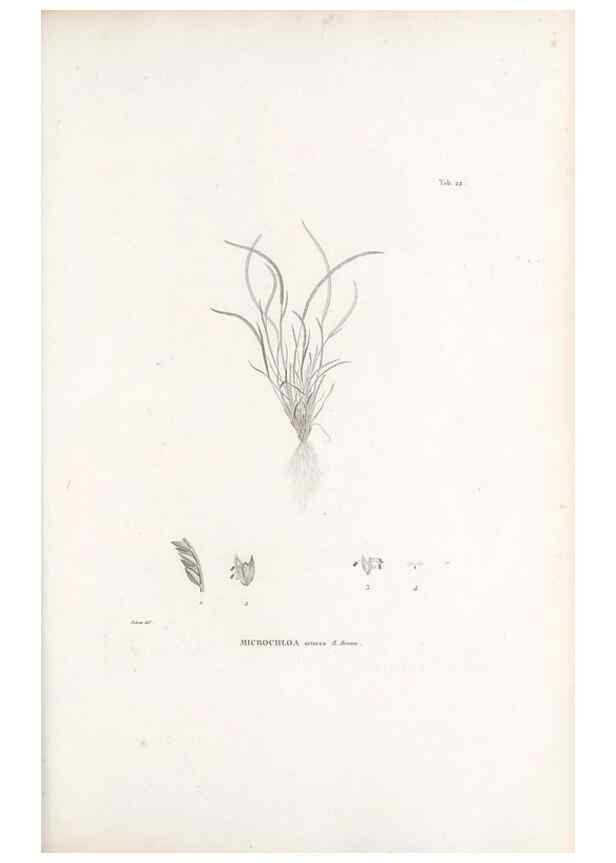 Reproducción/Reproduction 49521353226: Nova genera et species plantarum :. Antverpiae :Ex officina Christophori Plantini ...,1576.. 