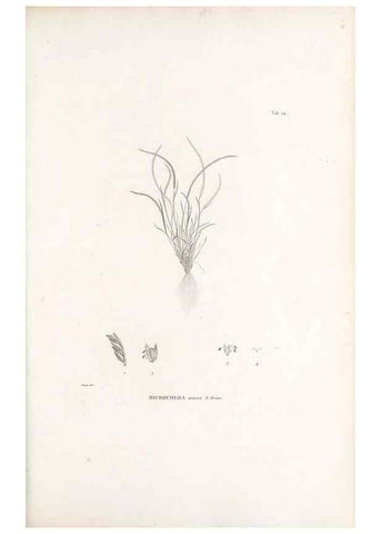 Reproducción/Reproduction 49521353226: Nova genera et species plantarum :. Antverpiae :Ex officina Christophori Plantini ...,1576.. 