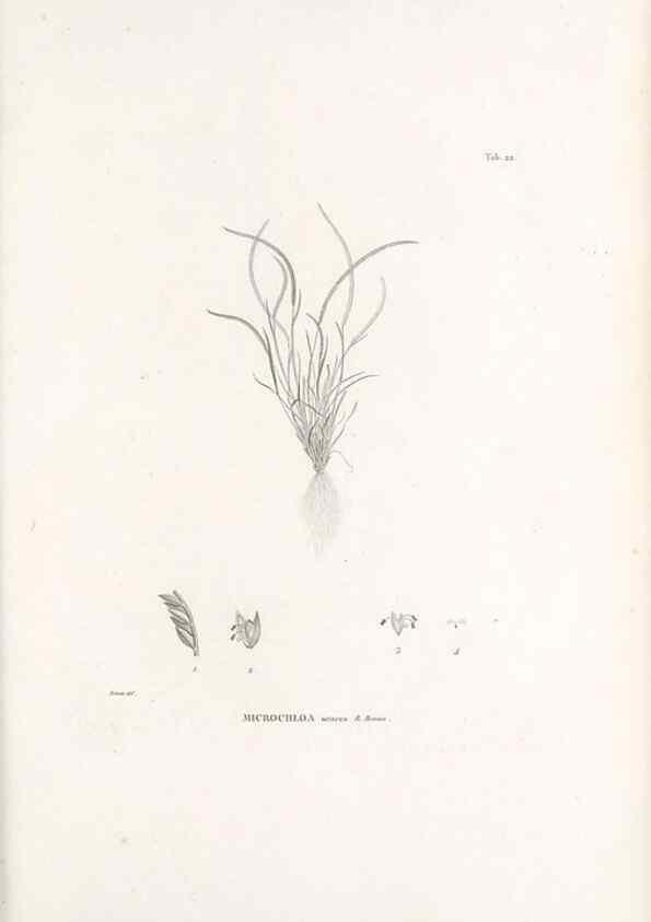 Reproducción/Reproduction 49521353226: Nova genera et species plantarum :. Antverpiae :Ex officina Christophori Plantini ...,1576.. 