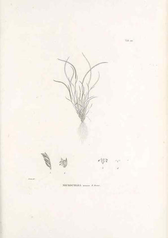 Reproducción/Reproduction 49521353226: Nova genera et species plantarum :. Antverpiae :Ex officina Christophori Plantini ...,1576.. 