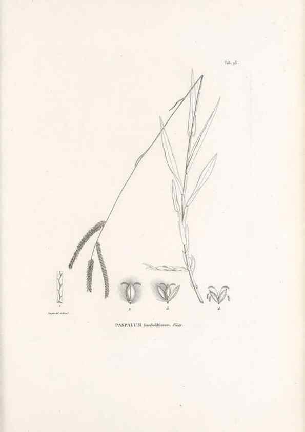 Reproducción/Reproduction 49521565042: Nova genera et species plantarum :. Antverpiae :Ex officina Christophori Plantini ...,1576.. 
