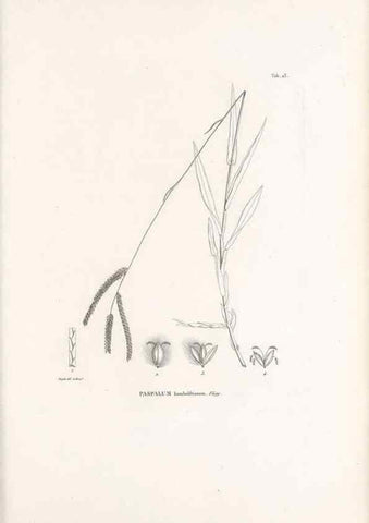 Reproducción/Reproduction 49521565042: Nova genera et species plantarum :. Antverpiae :Ex officina Christophori Plantini ...,1576.. 