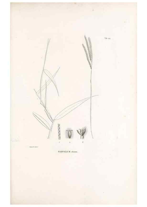 Reproducción/Reproduction 49521353986: Nova genera et species plantarum :. Antverpiae :Ex officina Christophori Plantini ...,1576.. 