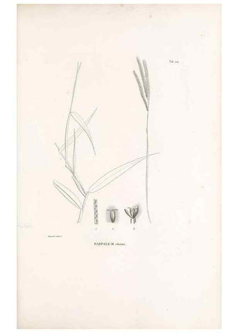 Reproducción/Reproduction 49521353986: Nova genera et species plantarum :. Antverpiae :Ex officina Christophori Plantini ...,1576.. 