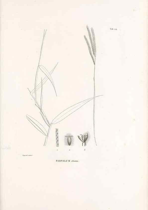 Reproducción/Reproduction 49521353986: Nova genera et species plantarum :. Antverpiae :Ex officina Christophori Plantini ...,1576.. 