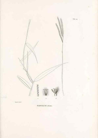 Reproducción/Reproduction 49521353986: Nova genera et species plantarum :. Antverpiae :Ex officina Christophori Plantini ...,1576.. 