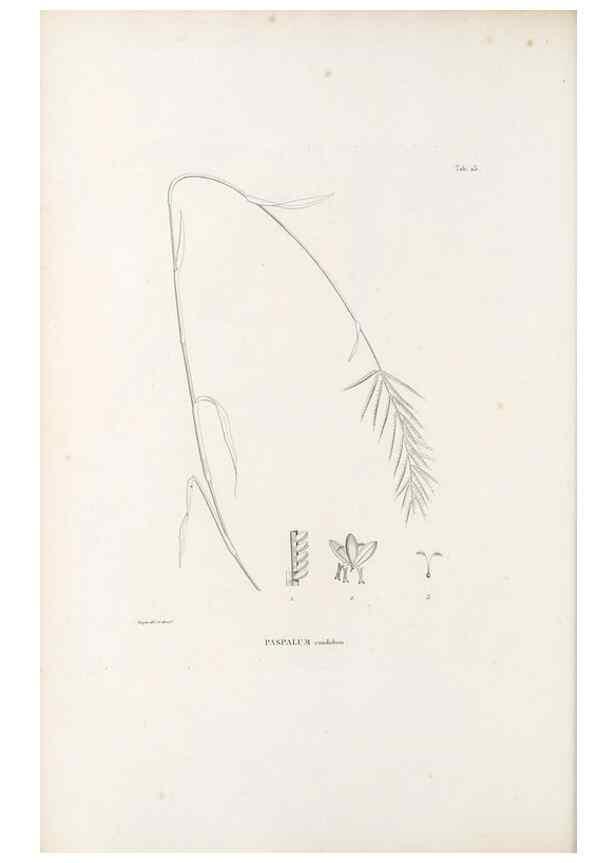 Reproducción/Reproduction 49521354326: Nova genera et species plantarum :. Antverpiae :Ex officina Christophori Plantini ...,1576.. 