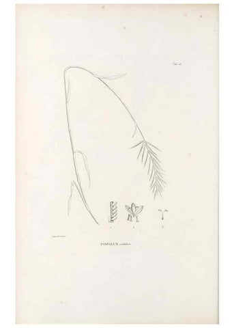 Reproducción/Reproduction 49521354326: Nova genera et species plantarum :. Antverpiae :Ex officina Christophori Plantini ...,1576.. 
