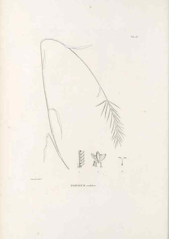 Reproducción/Reproduction 49521354326: Nova genera et species plantarum :. Antverpiae :Ex officina Christophori Plantini ...,1576.. 