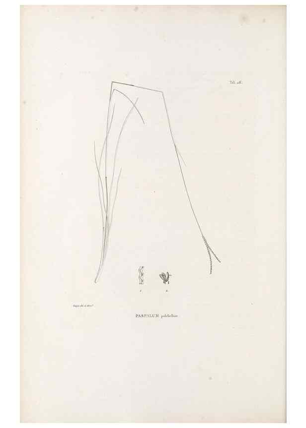 Reproducción/Reproduction 49521354686: Nova genera et species plantarum :. Antverpiae :Ex officina Christophori Plantini ...,1576.. 