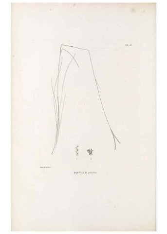 Reproducción/Reproduction 49521354686: Nova genera et species plantarum :. Antverpiae :Ex officina Christophori Plantini ...,1576.. 